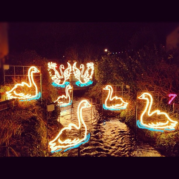 @HanaMcNic 7 Swans a Swimming... Down in Angarrack!